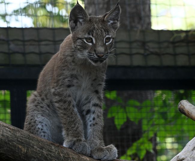 Pašvaldība gaida ierosinājumus Rīgas zoodārza lūšu meitenes vārdam