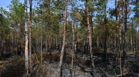 Ugunsgrēka teritorijā Rožu purvā turpinās situācijas uzraudzība