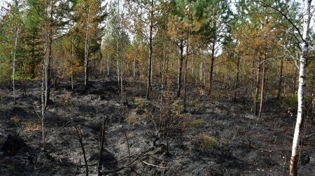 Ugunsgrēka teritorijā Rožu purvā turpinās situācijas uzraudzība