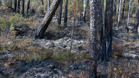 Ugunsgrēka teritorijā Rožu purvā turpinās situācijas uzraudzība