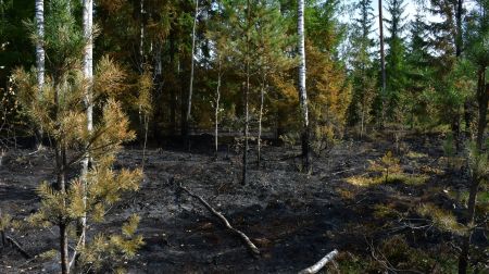 Ugunsgrēka teritorijā Rožu purvā turpinās situācijas uzraudzība