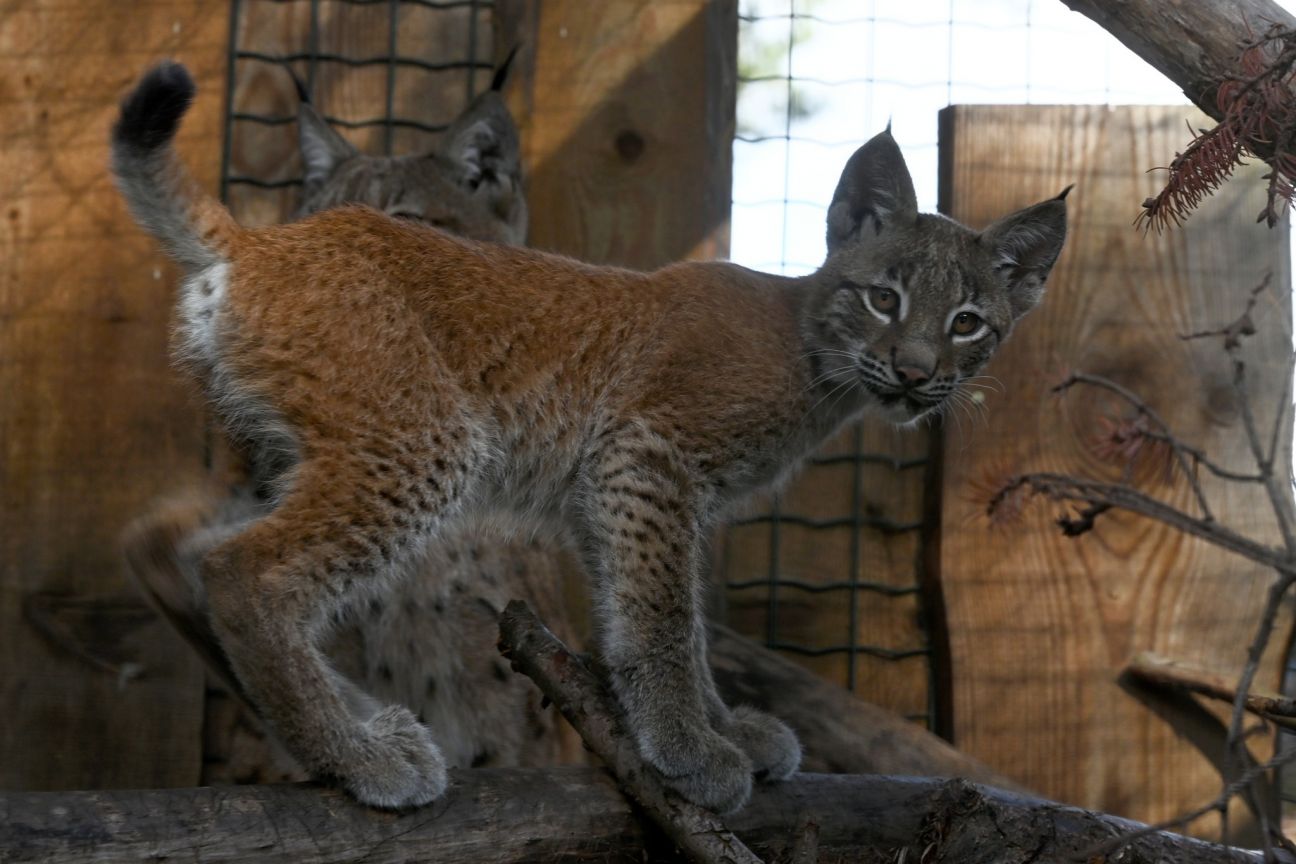 Pašvaldība gaida ierosinājumus Rīgas zoodārza lūšu meitenes vārdam