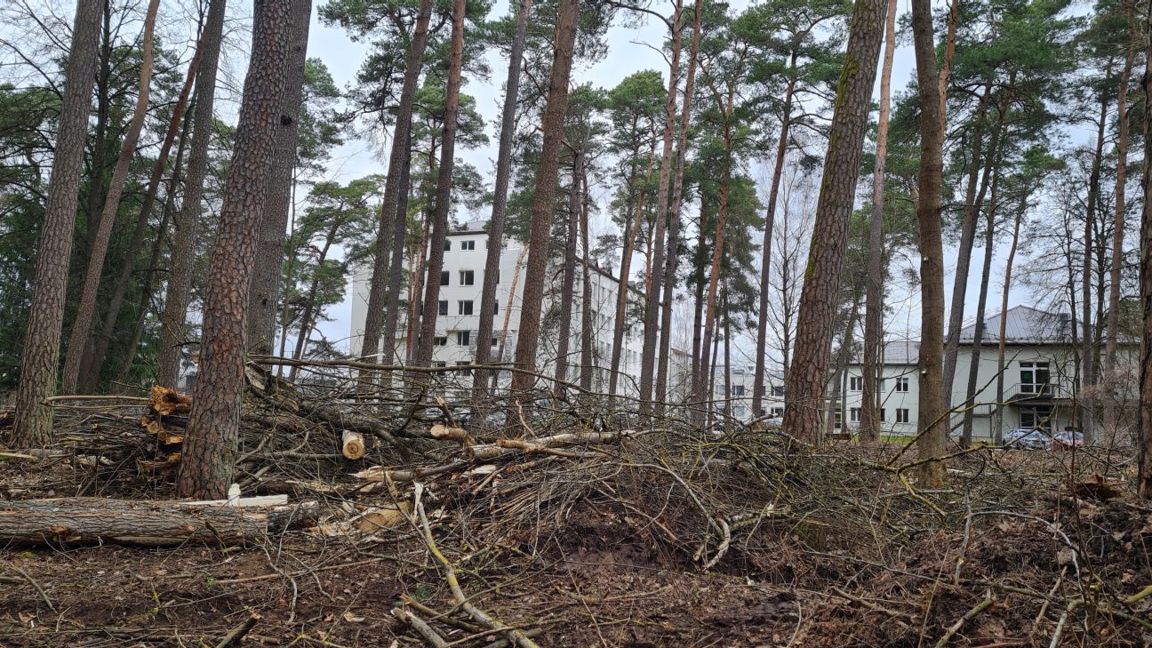 Izzāģē kokus pie Jēkabpils reģionālās slimnīcas