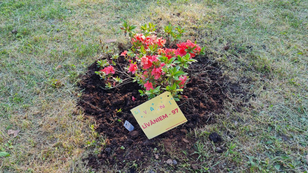 Par godu Līvānu 97.dzimšanas dienai turpina rododendru parka izveidi