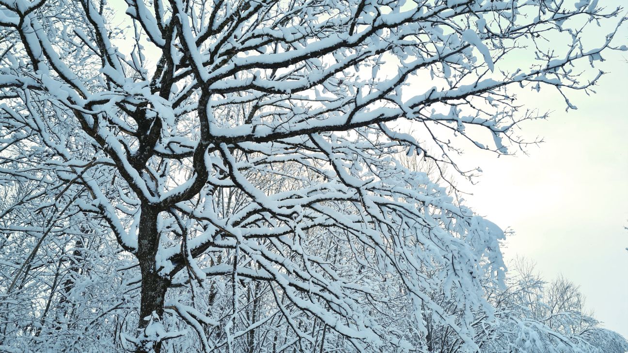 Visbiezākā sniega sega 1.decembrī - Līvānu novada Rožupē