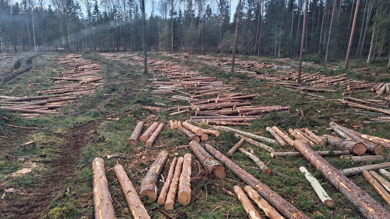 Jēkabpils novadā nelikumīgi izcirsts mežs