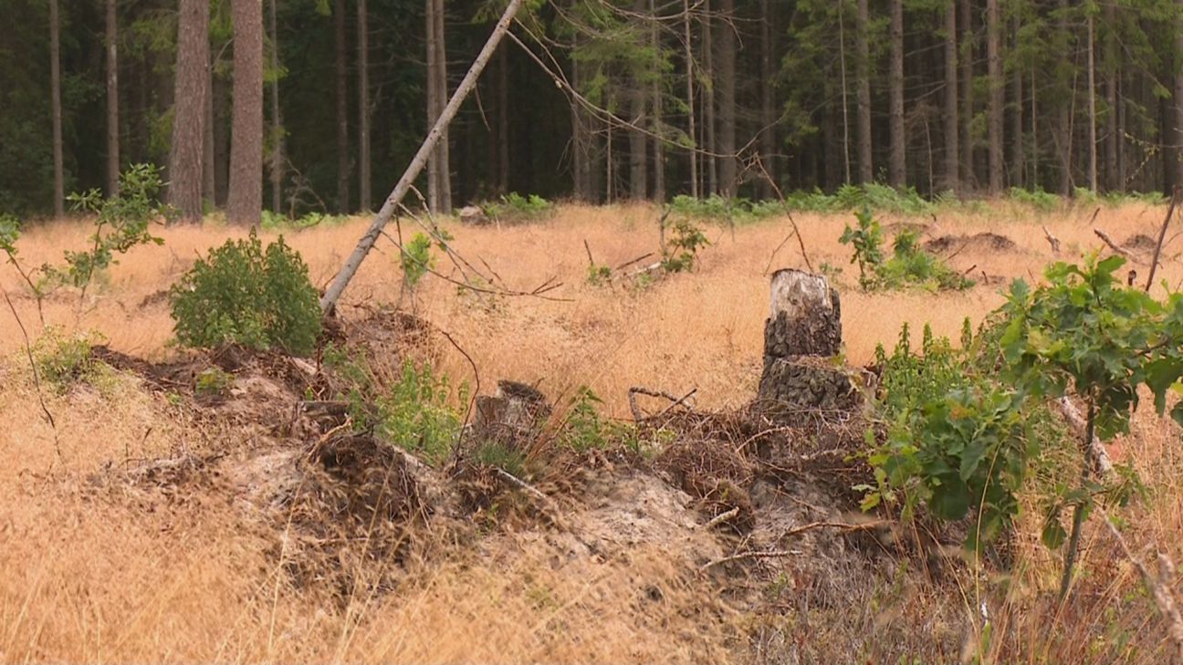 Jēkabpils novadā konstatēts Āfrikas cūku mēris