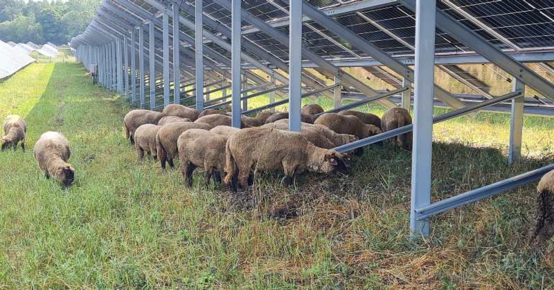 Biržos atklāj saules elektrostaciju, kurā ganās aitas