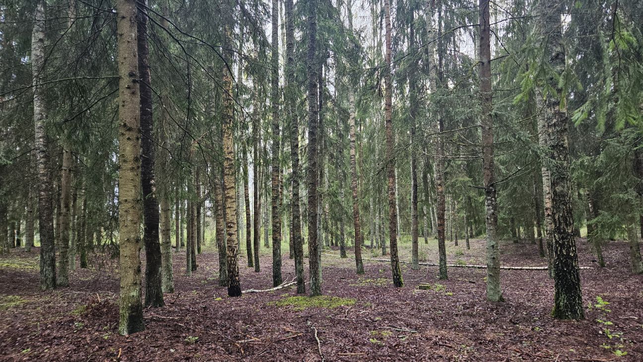 Konkursa “Sakoptākais mežs” otrajai kārtai izvirzīts īpašums Jēkabpils novadā