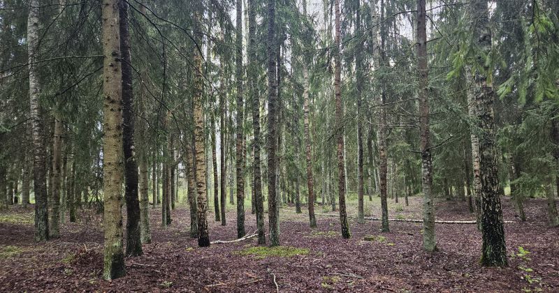 Konkursa “Sakoptākais mežs” otrajai kārtai izvirzīts īpašums Jēkabpils novadā