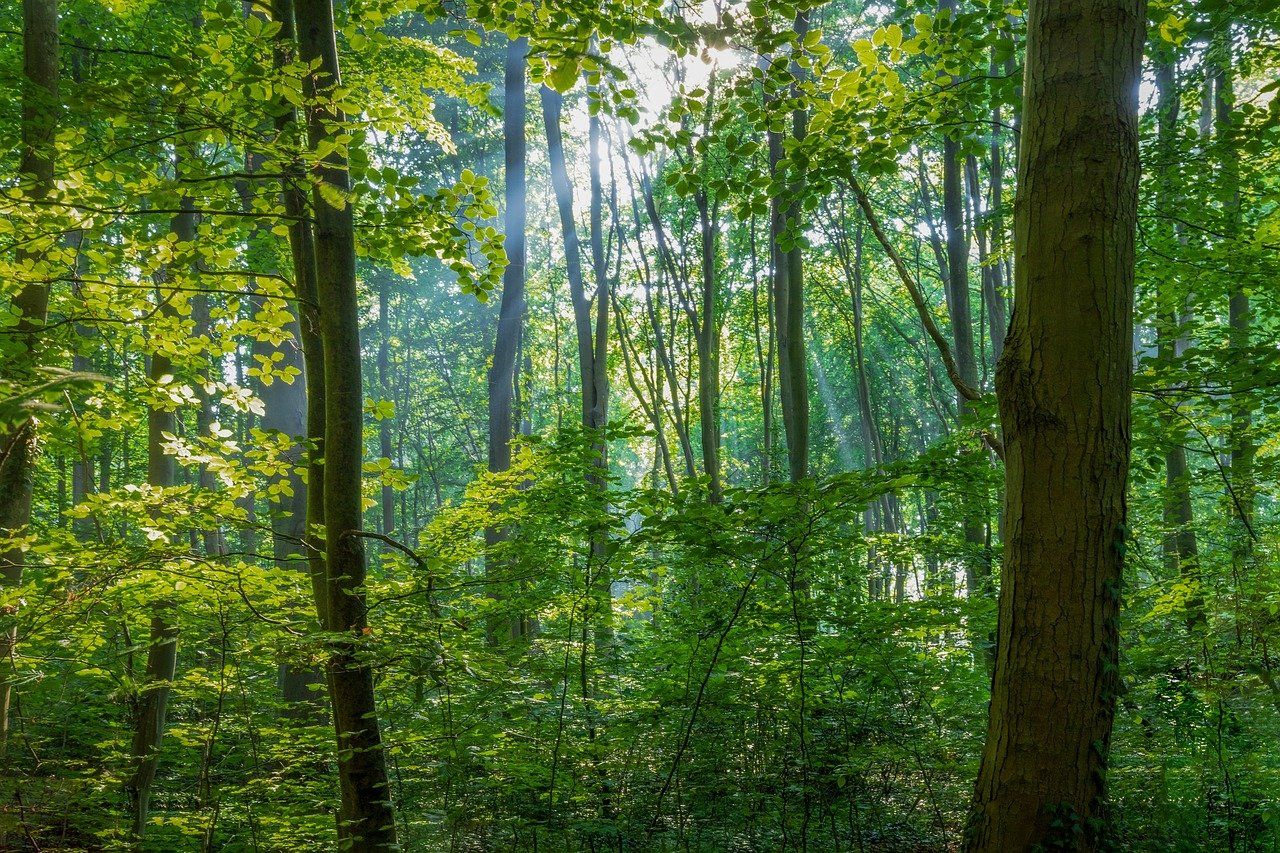 Salas pagastā glābēji palīdz cilvēkam izkļūt no meža