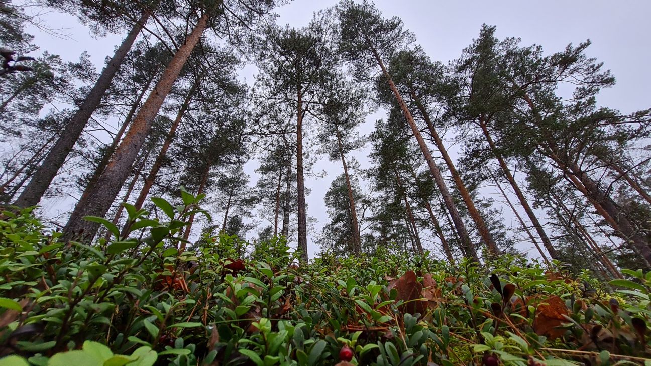 Konkursa “Sakoptākais mežs” žūrija viesojas Jēkabpils novadā