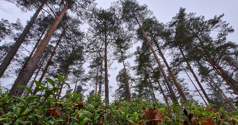 Konkursa “Sakoptākais mežs” žūrija viesojas Jēkabpils novadā