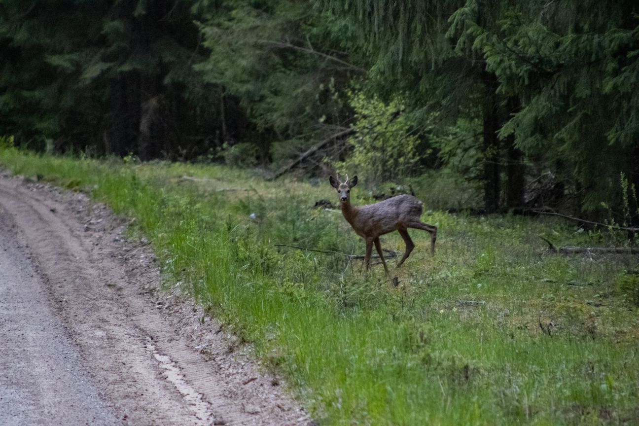 Ābeļu pagastā autovadītājs uzbrauc meža zvēram: kā rīkoties šādā situācijā?