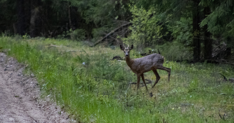 Ābeļu pagastā autovadītājs uzbrauc meža zvēram: kā rīkoties šādā situācijā?