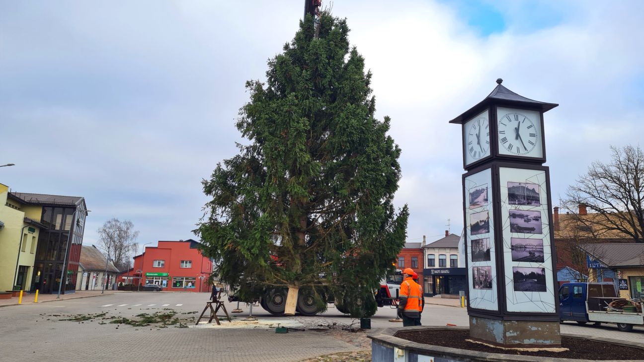 Vecpilsētas laukumu Jēkabpilī šogad rotās egle no Kalna pagasta