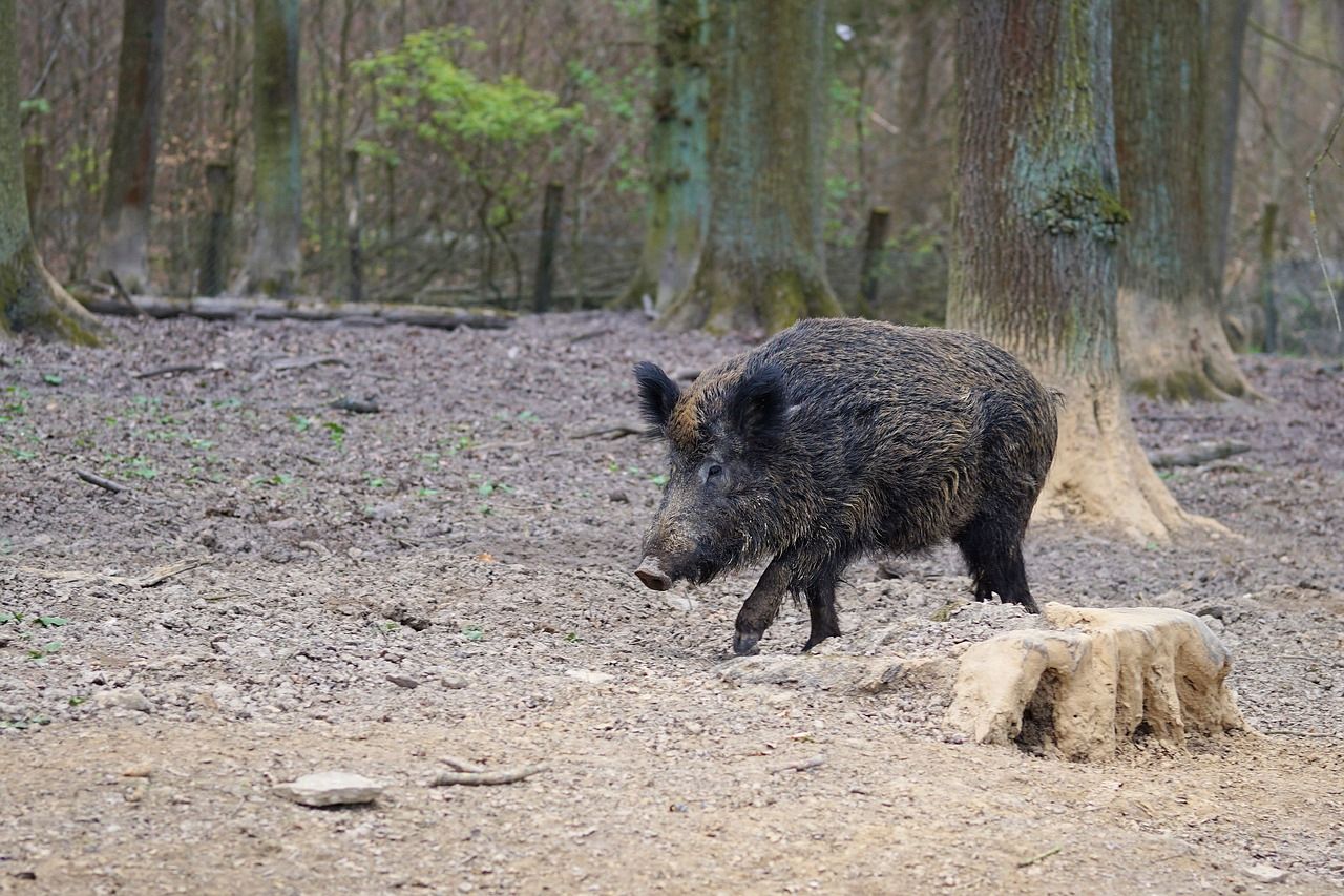 Jersikas un Dignājas pagastā nomedītās mežacūkas būs obligāti jāizmeklē